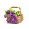 Absolute Sweetness - Image 3