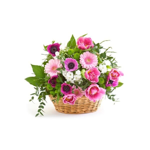 Begonia - Image 2